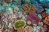 Coral Reef Management in a Changing Climate – Shark Research ...