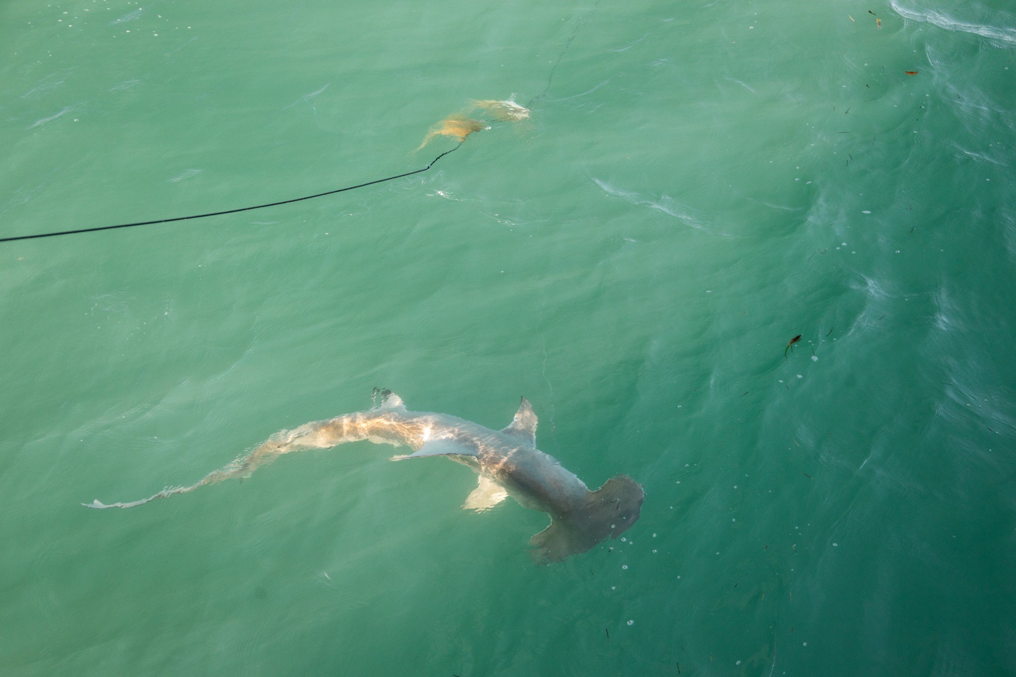 250425_2_BC_ExplorationScience_Hammerhead_web