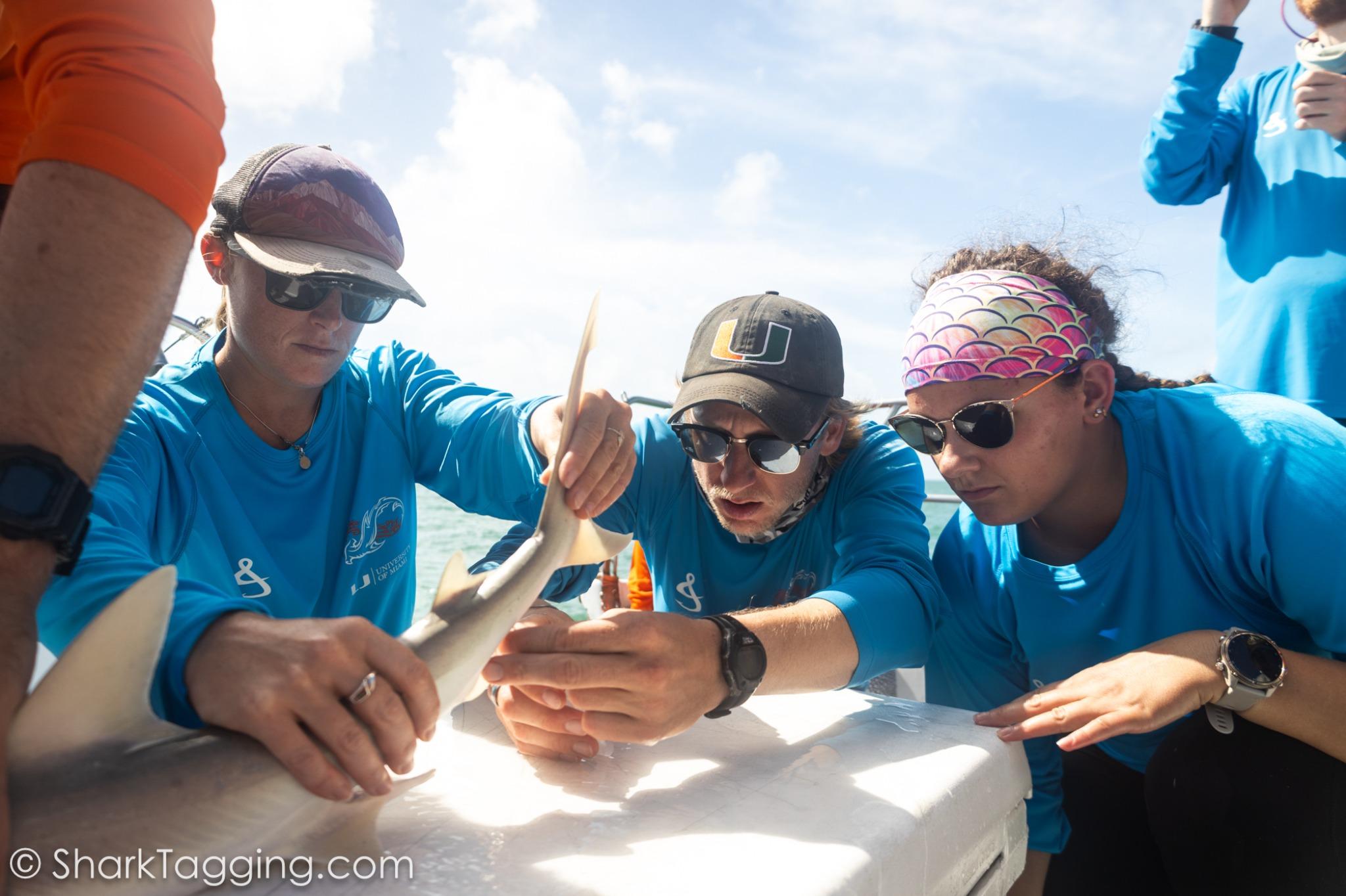 251004_82_BC_Elasmo_Send